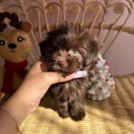 Noel (maltipoo) 4