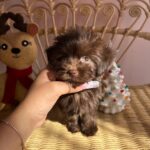 Noel (maltipoo) 6