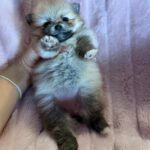 Gizmo (Pom) 13