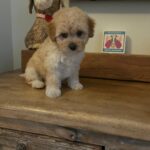 Chase (maltipoo) 5