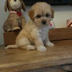 Chase (maltipoo) 7