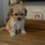 Chase (maltipoo) 8