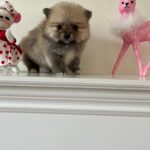 Gizmo (Pom) 8