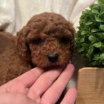 Toy poodle boys and girl 1