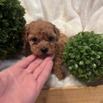 Toy poodle boys and girl 3