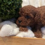 Toy poodle boys and girl 2