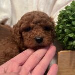 Toy poodle boys and girl 4