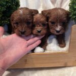 Cavapoo girls 1