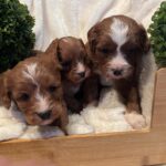 Cavapoo Boys 4