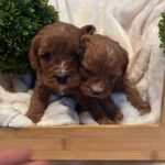 Cavapoo Boys 1