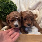 Cavapoo Boys 3