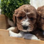 Cavapoo Boys 2