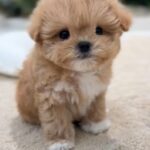 Goldy (maltipoo)