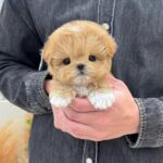 Goldy (maltipoo) 1