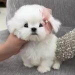 Belle (maltese) 1