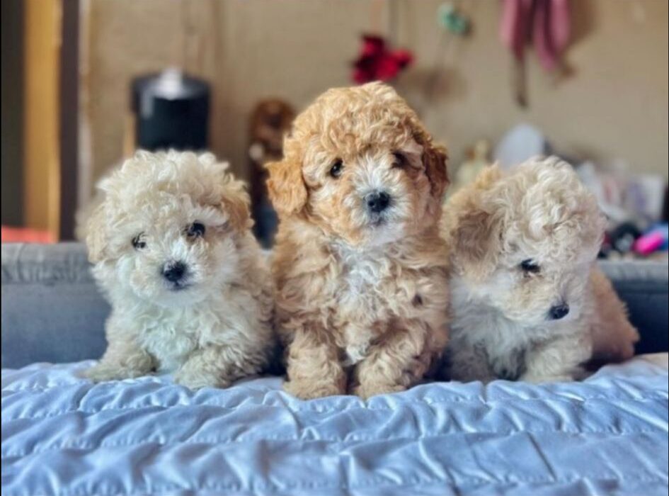 Boys (Maltipoo)