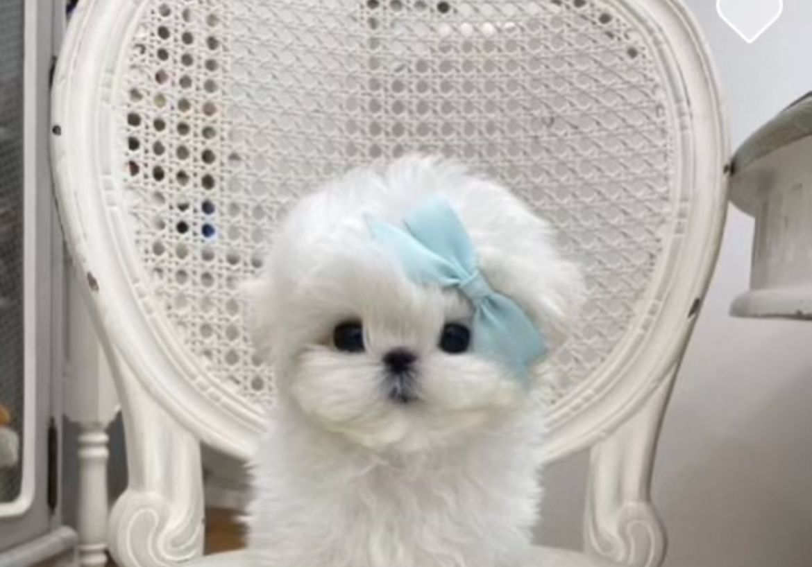 Tiffany (maltese)