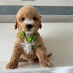 Kris (goldendoodle) 1