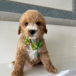 Kris (goldendoodle) 2