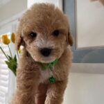 Kris (goldendoodle) 3