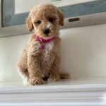 Bebe (goldendoodle) 3