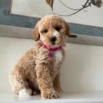 Bebe (goldendoodle) 5