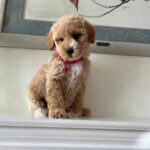 Bebe (goldendoodle) 6