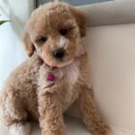 Bebe (goldendoodle) 7