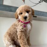 Bebe (goldendoodle) 9