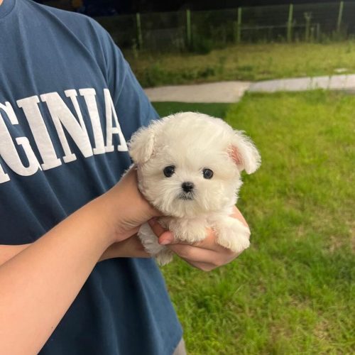 Teacup Bichon - Doodles Breeder