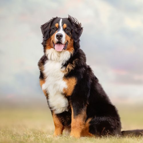 Berneese Mountain - Doodle Breeder